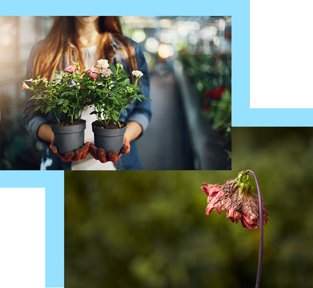 plantas_beneficios plantas_beneficios